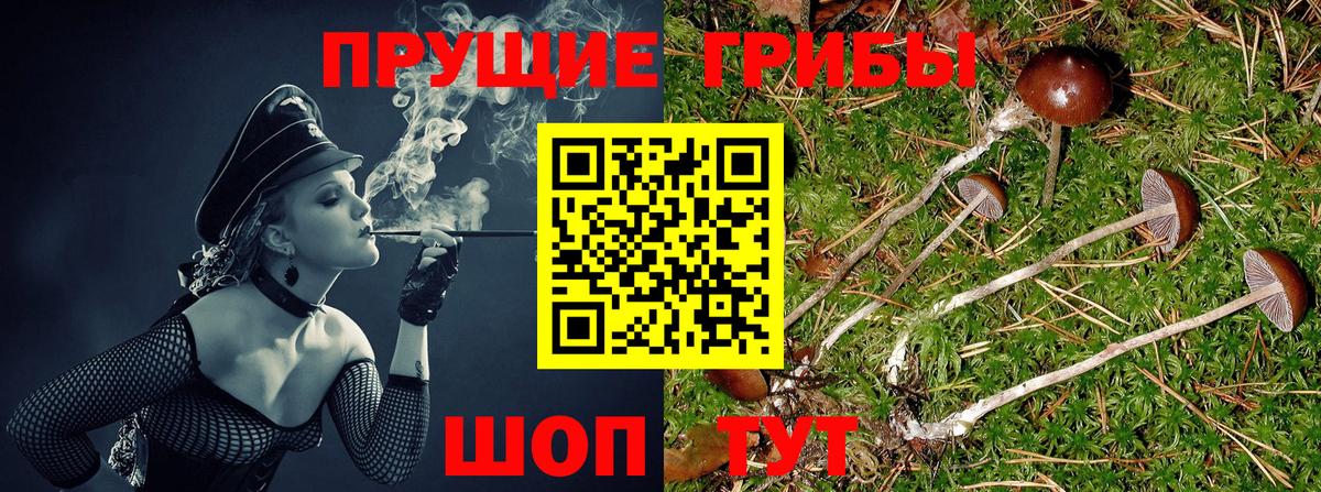 Псилоцибиновые грибы прущие грибы  Вход с VPN  Гусь-Хрустальный 